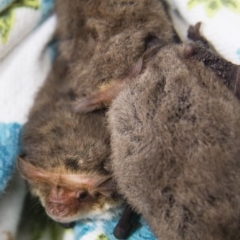 Nyctophilus geoffroyi (Lesser Long-eared Bat) at Michelago, NSW - 25 Jun 2012 by Illilanga