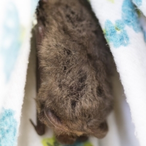 Nyctophilus geoffroyi at Michelago, NSW - 25 Jun 2012 01:48 PM