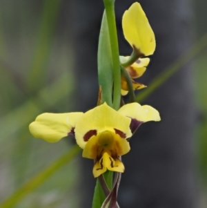 Diuris sulphurea at Cotter River, ACT - suppressed