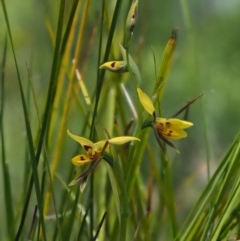 Diuris sulphurea at Cotter River, ACT - suppressed