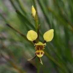 Diuris sulphurea at Cotter River, ACT - suppressed