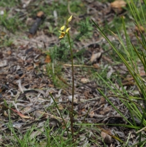 Diuris sulphurea at Cotter River, ACT - suppressed