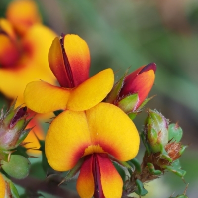 Pultenaea procumbens (Bush Pea) at Lower Cotter Catchment - 1 Nov 2017 by KenT