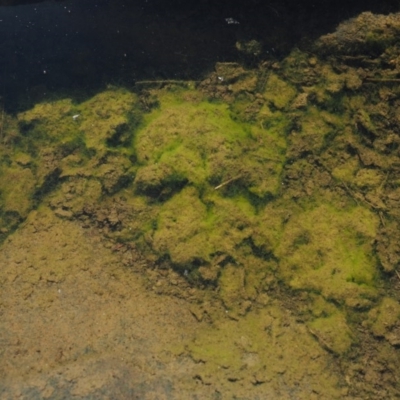 Zygnema sp. (A freshwater algae) at Stromlo, ACT - 8 Nov 2017 by KenT