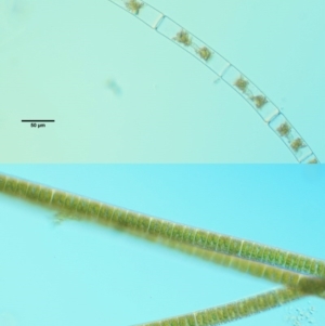 Zygnema sp. at Stromlo, ACT - 9 Nov 2017 08:58 AM