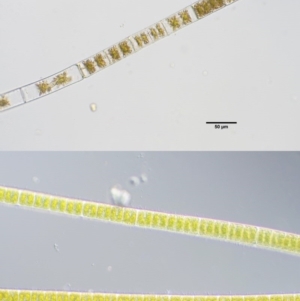 Zygnema sp. at Stromlo, ACT - 9 Nov 2017 08:58 AM