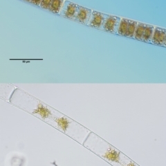 Zygnema sp. at Stromlo, ACT - 9 Nov 2017 08:58 AM