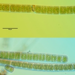 Zygnema sp. at Stromlo, ACT - 9 Nov 2017 08:58 AM