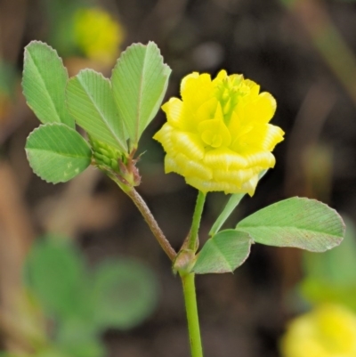 Trifolium campestre (Hop Clover) at Woodstock Nature Reserve - 8 Nov 2017 by KenT