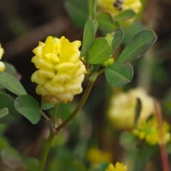 Trifolium campestre at Stromlo, ACT - 9 Nov 2017