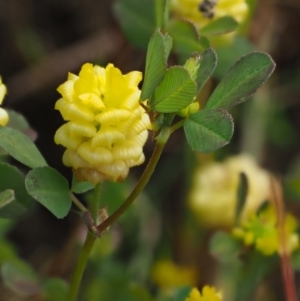 Trifolium campestre at Stromlo, ACT - 9 Nov 2017 09:00 AM