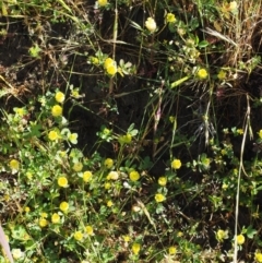 Trifolium campestre at Stromlo, ACT - 9 Nov 2017 09:00 AM