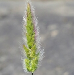 Polypogon monspeliensis (Annual Beard Grass) at Stromlo, ACT - 9 Nov 2017 by KenT