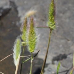 Polypogon monspeliensis at Stromlo, ACT - 9 Nov 2017