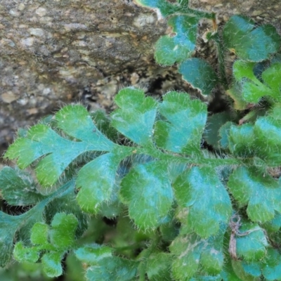 Asplenium subglandulosum (Blanket Fern) at Stromlo, ACT - 9 Nov 2017 by KenT