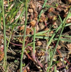 Petrorhagia dubia at Stromlo, ACT - 9 Nov 2017