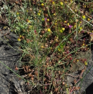 Petrorhagia dubia at Stromlo, ACT - 9 Nov 2017 09:01 AM