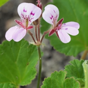 Pelargonium australe at Stromlo, ACT - 9 Nov 2017