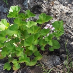 Pelargonium australe at Stromlo, ACT - 9 Nov 2017