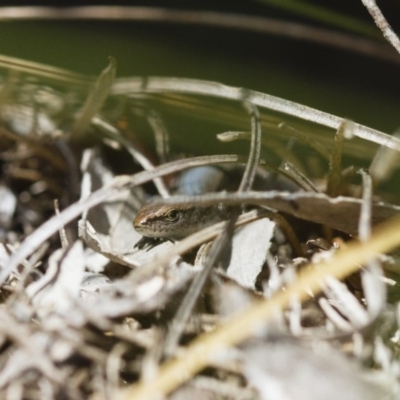 Lampropholis delicata (Delicate Skink) at Michelago, NSW - 26 Oct 2017 by Illilanga