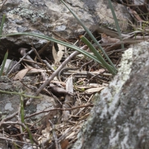 Lampropholis delicata at Michelago, NSW - 26 Oct 2017 12:46 PM