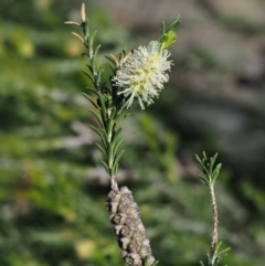 Melaleuca parvistaminea at Stromlo, ACT - 9 Nov 2017 08:47 AM