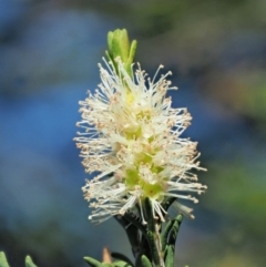 Melaleuca parvistaminea at Stromlo, ACT - 9 Nov 2017 08:47 AM