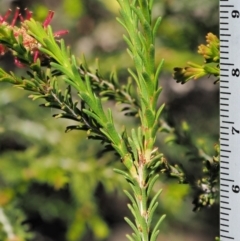 Melaleuca parvistaminea at Stromlo, ACT - 9 Nov 2017 08:47 AM