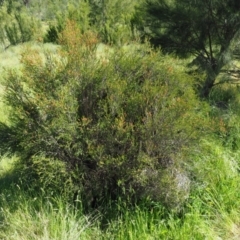 Melaleuca parvistaminea at Stromlo, ACT - 9 Nov 2017 08:47 AM