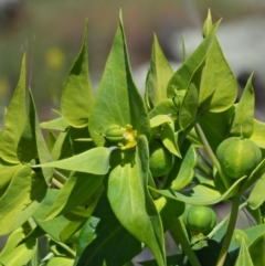 Euphorbia lathyris (Caper Spurge) at Stromlo, ACT - 8 Nov 2017 by KenT