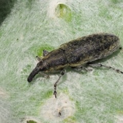 Lixus cardui (Thistle Stem-borer Weevil) at Stromlo, ACT - 9 Nov 2017 by KenT