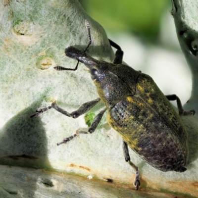 Larinus latus (Onopordum seed weevil) at Stromlo, ACT - 9 Nov 2017 by KenT