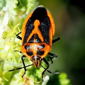 Agonoscelis rutila at Stromlo, ACT - 9 Nov 2017