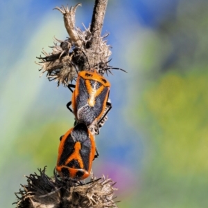 Agonoscelis rutila at Stromlo, ACT - 9 Nov 2017