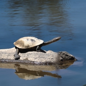 Chelodina longicollis at Stromlo, ACT - 9 Nov 2017