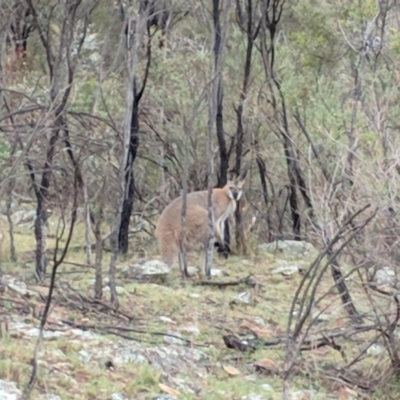 Notamacropus rufogriseus (Red-necked Wallaby) at Mount Majura - 11 Nov 2017 by WalterEgo