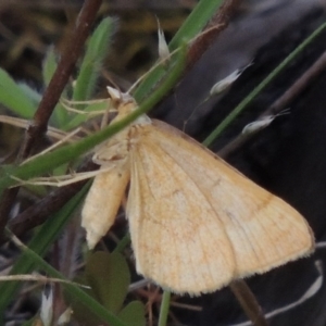 Geometridae (family) ADULT at Conder, ACT - 24 Oct 2017 07:22 PM