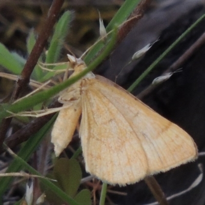 Geometridae (family) ADULT at Conder, ACT - 24 Oct 2017 by michaelb