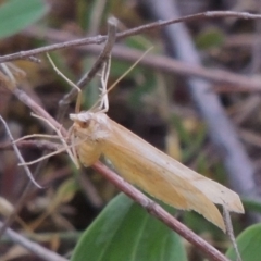 Geometridae (family) ADULT at Conder, ACT - 24 Oct 2017