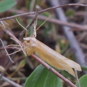 Geometridae (family) ADULT at Conder, ACT - 24 Oct 2017