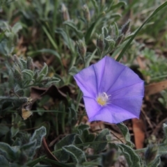 Convolvulus sabatius (Blue Rock Bindweed) at Conder, ACT - 4 Nov 2017 by MichaelBedingfield