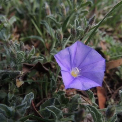 Convolvulus sabatius (Blue Rock Bindweed) at Conder, ACT - 4 Nov 2017 by michaelb