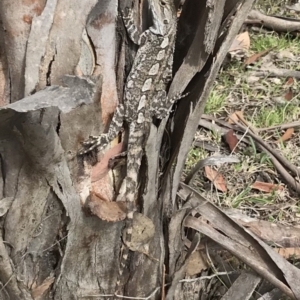 Amphibolurus muricatus at Bungendore, NSW - 12 Nov 2017