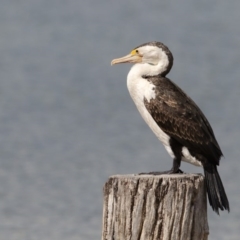 Phalacrocorax varius (Pied Cormorant) at Wallagoot, NSW - 12 Nov 2017 by Leo