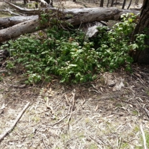 Berberis aquifolium at Majura, ACT - 11 Nov 2017