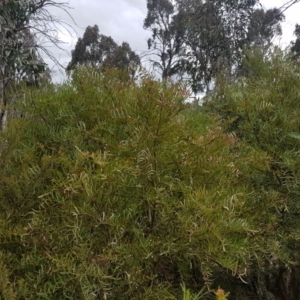 Polyscias sambucifolia at Tinderry, NSW - 3 Nov 2017 10:16 AM