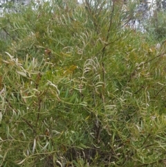 Polyscias sambucifolia at Tinderry, NSW - 3 Nov 2017 10:16 AM