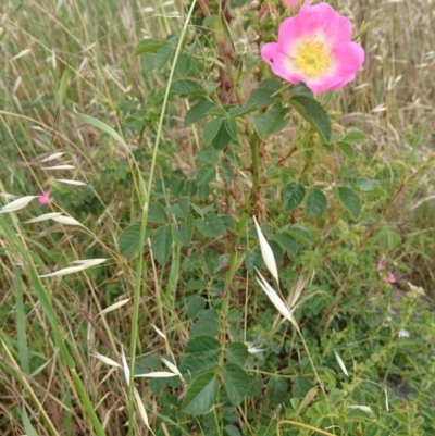 Rosa sp. (A Wild Rose) at Belconnen, ACT - 11 Nov 2017 by ClubFED