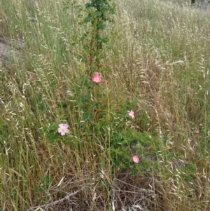 Rosa sp. at Belconnen, ACT - 12 Nov 2017 10:56 AM