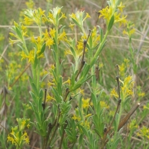 Pimelea curviflora at Kambah, ACT - 1 Nov 2017